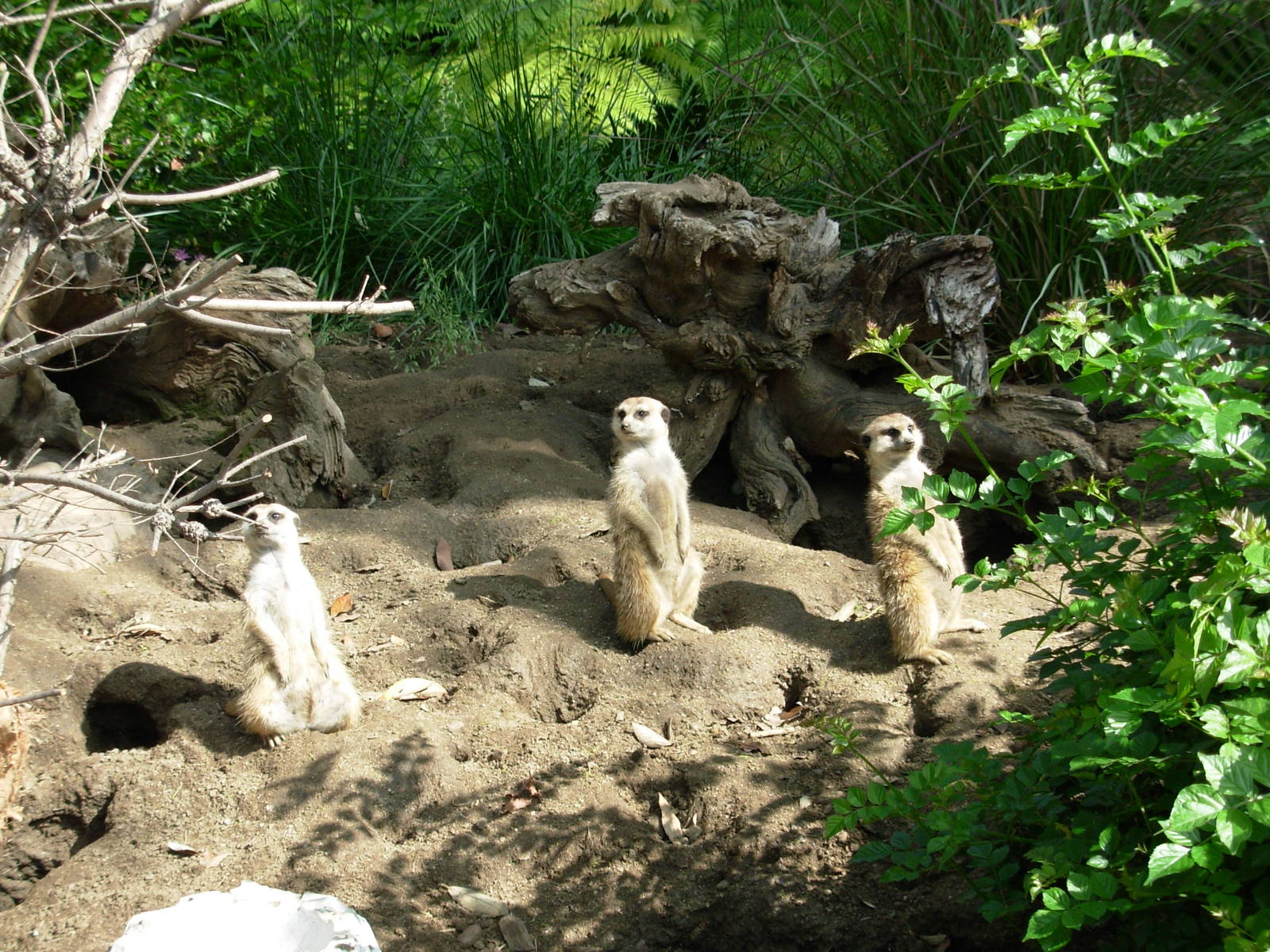 Meerkat Exhibit