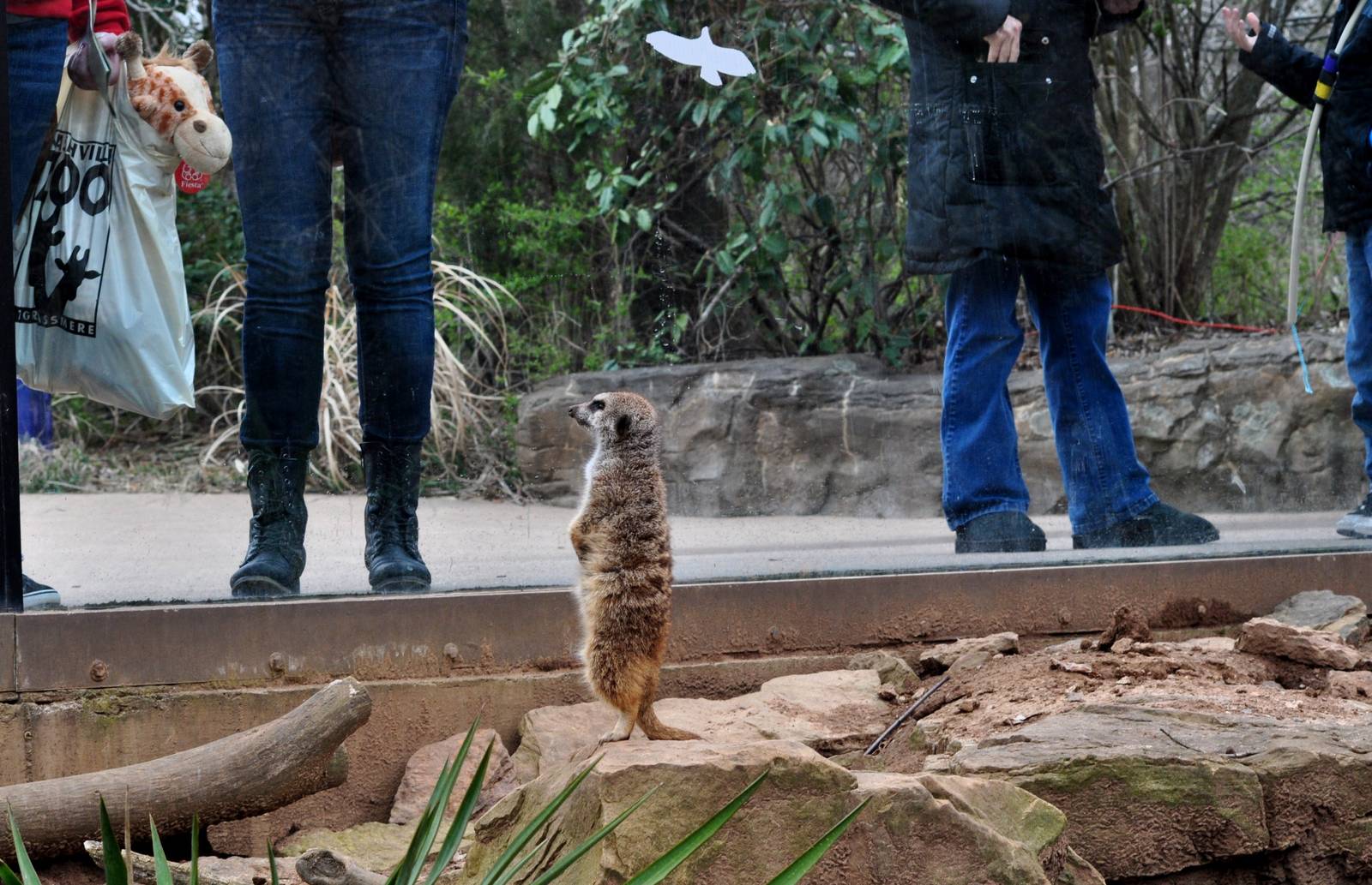 Meerkat Exhibit