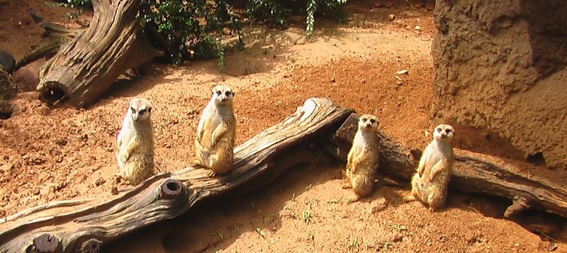 Meerkat Exhibit