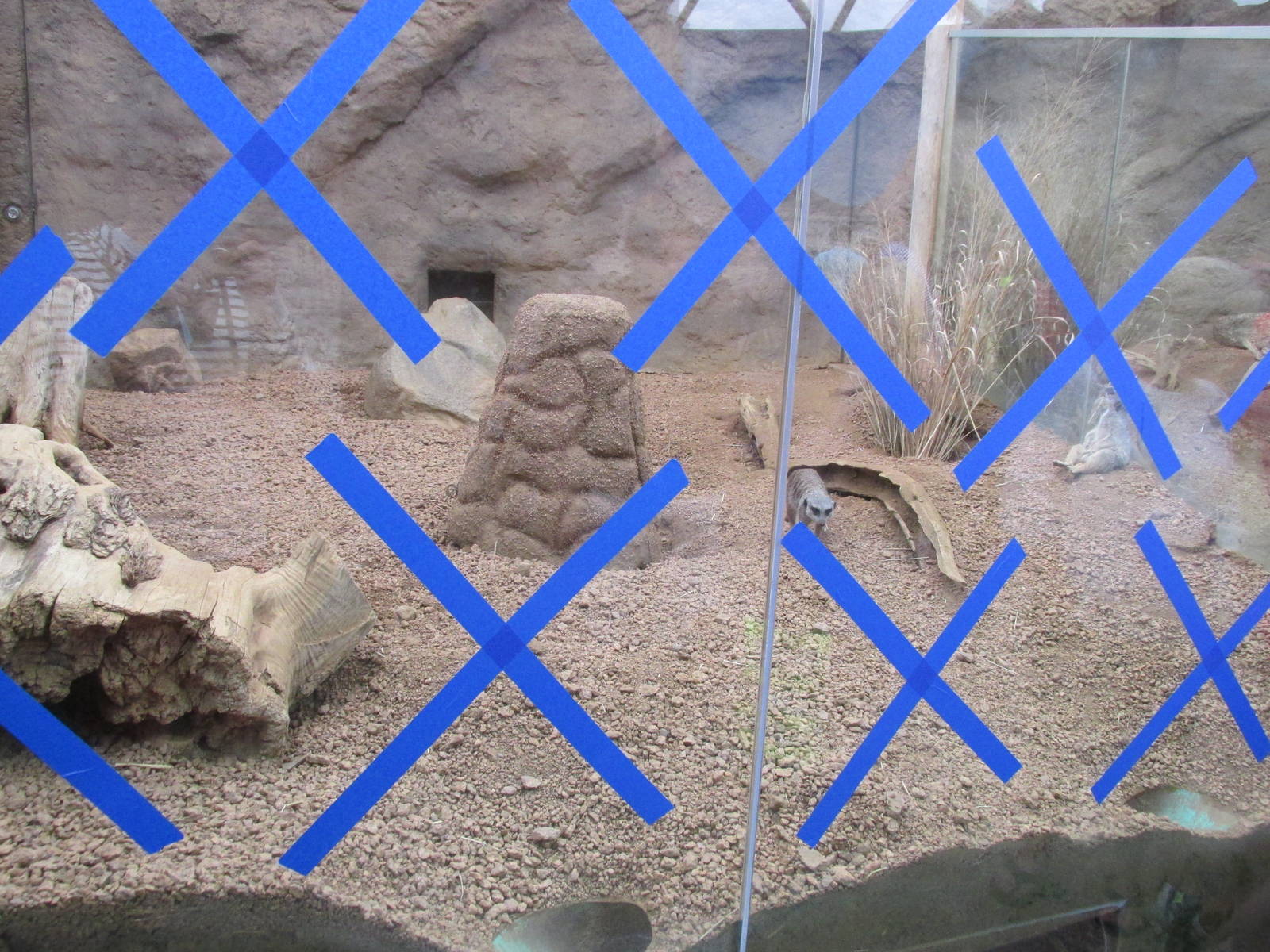 Meerkat Exhibit