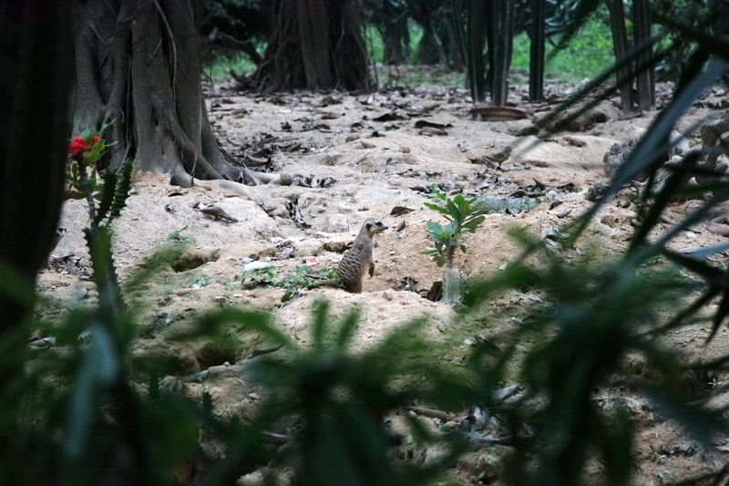 Meerkat exhibit