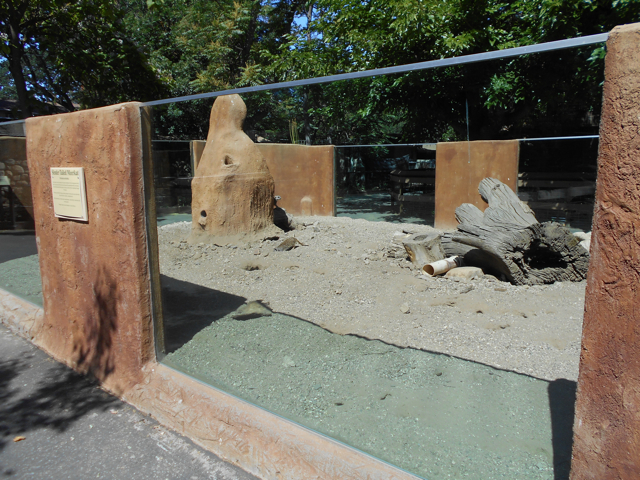Meerkat exhibit