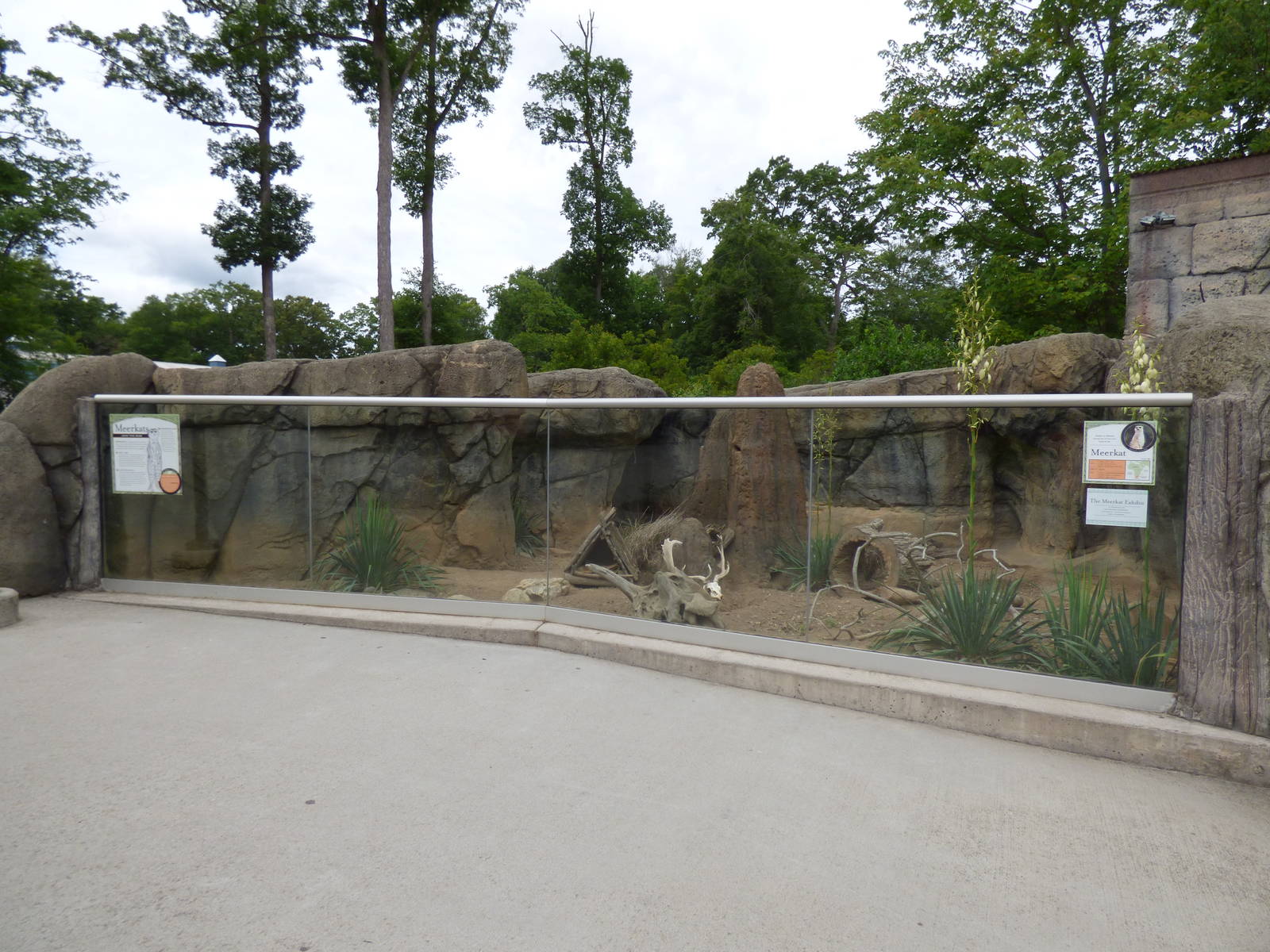 Meerkat Exhibit