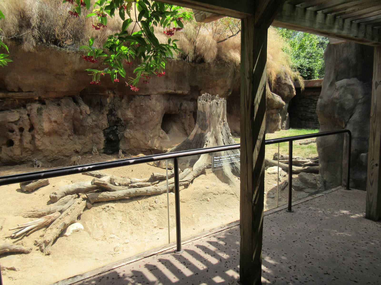Meerkat Exhibit