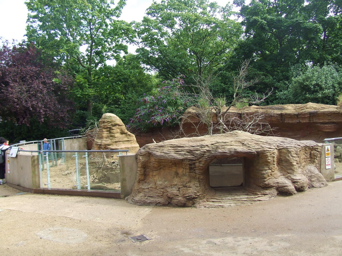 Meerkat exhibit