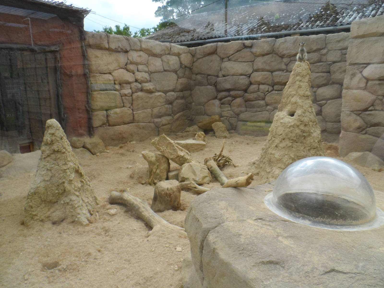Meerkat Exhibit