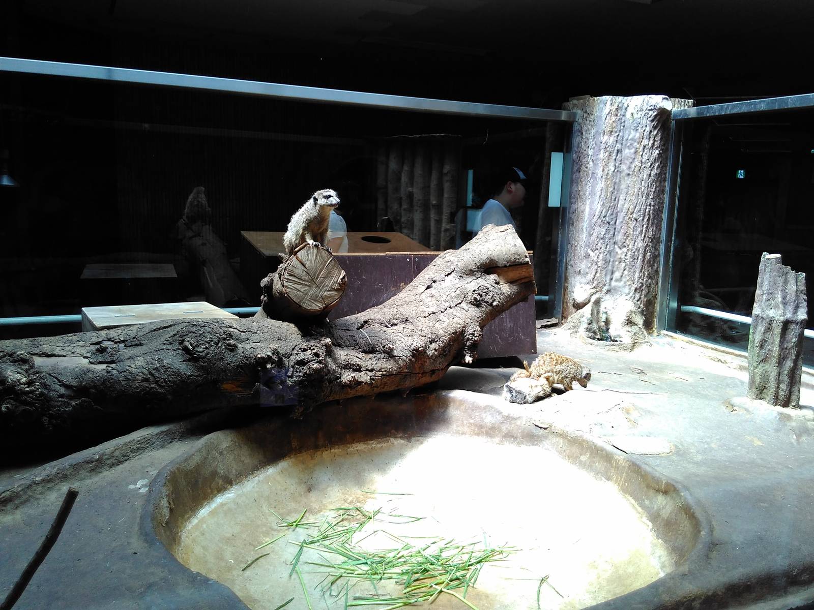 Meerkat exhibit
