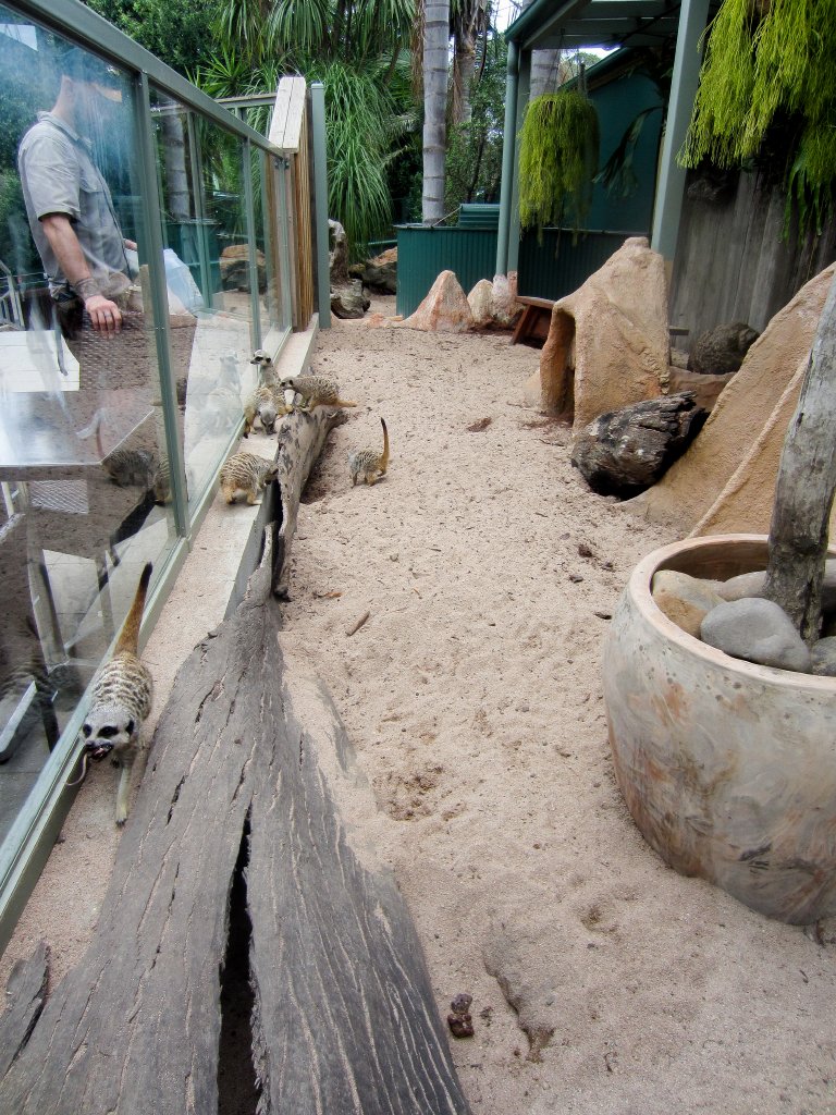 Meerkat exhibit