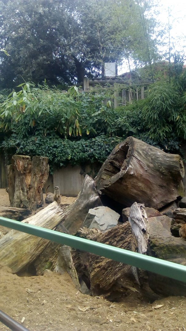 Meerkat exhibit