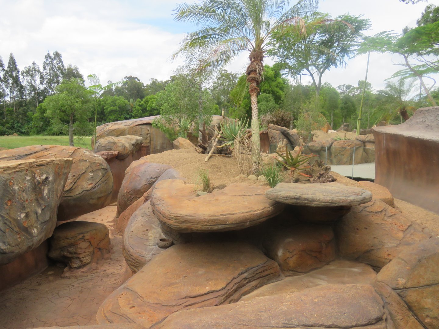 Meerkat Exhibit