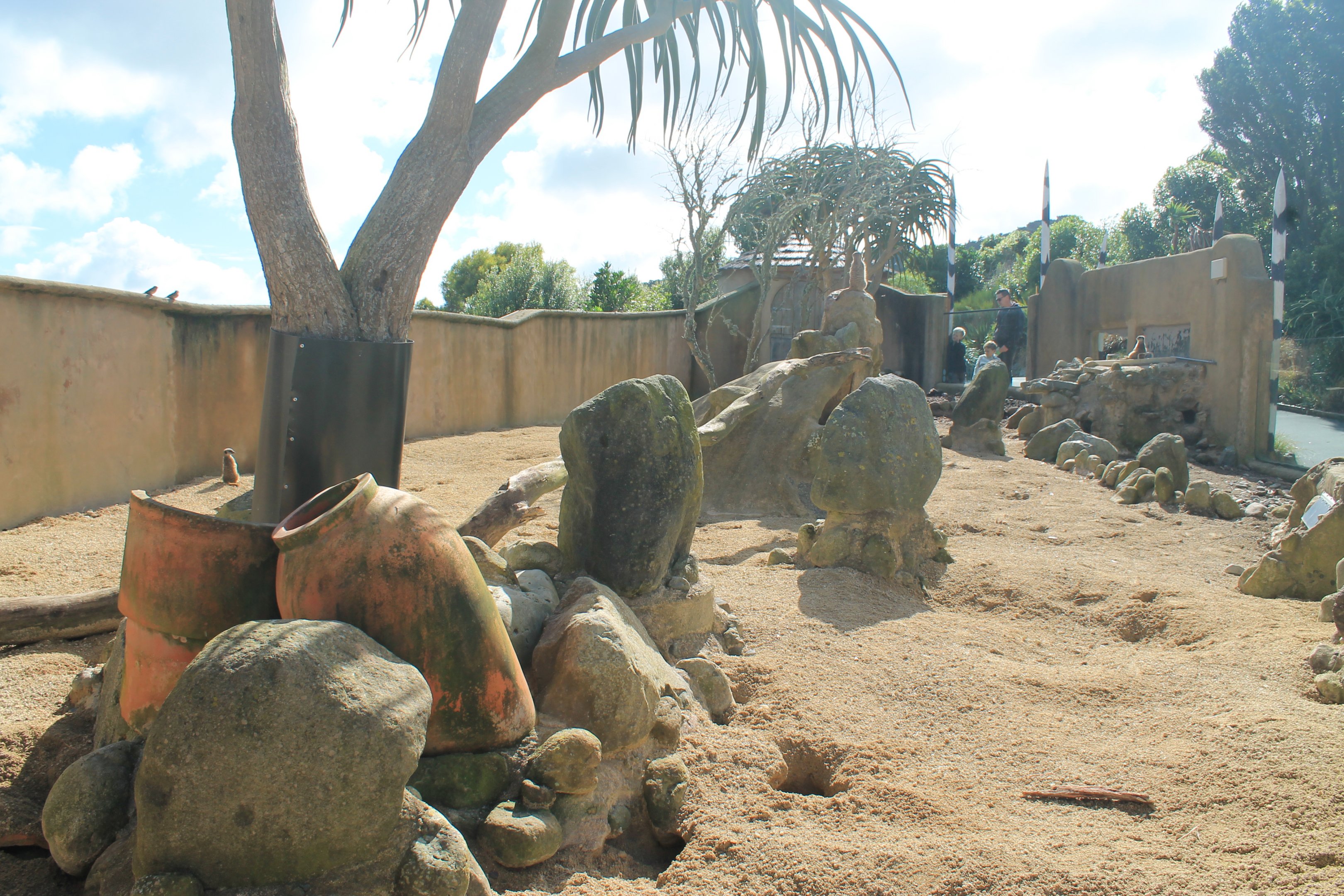 Meerkat exhibit