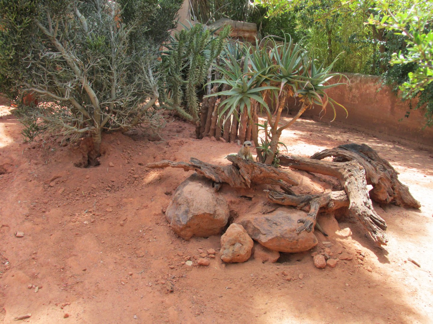 meerkat exhibit