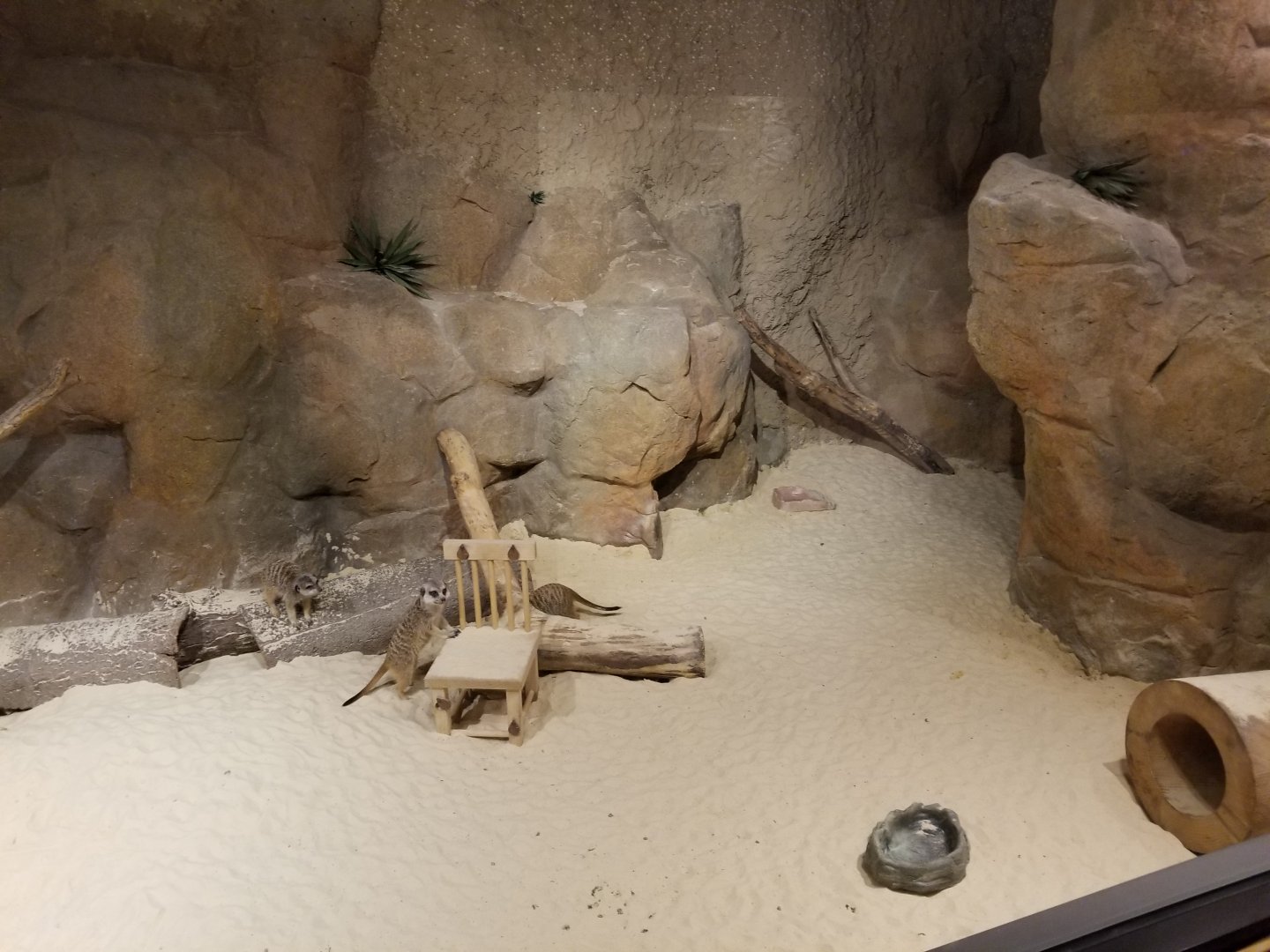 Meerkat Exhibit