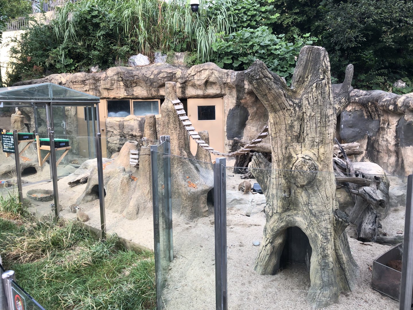 Meerkat Exhibit
