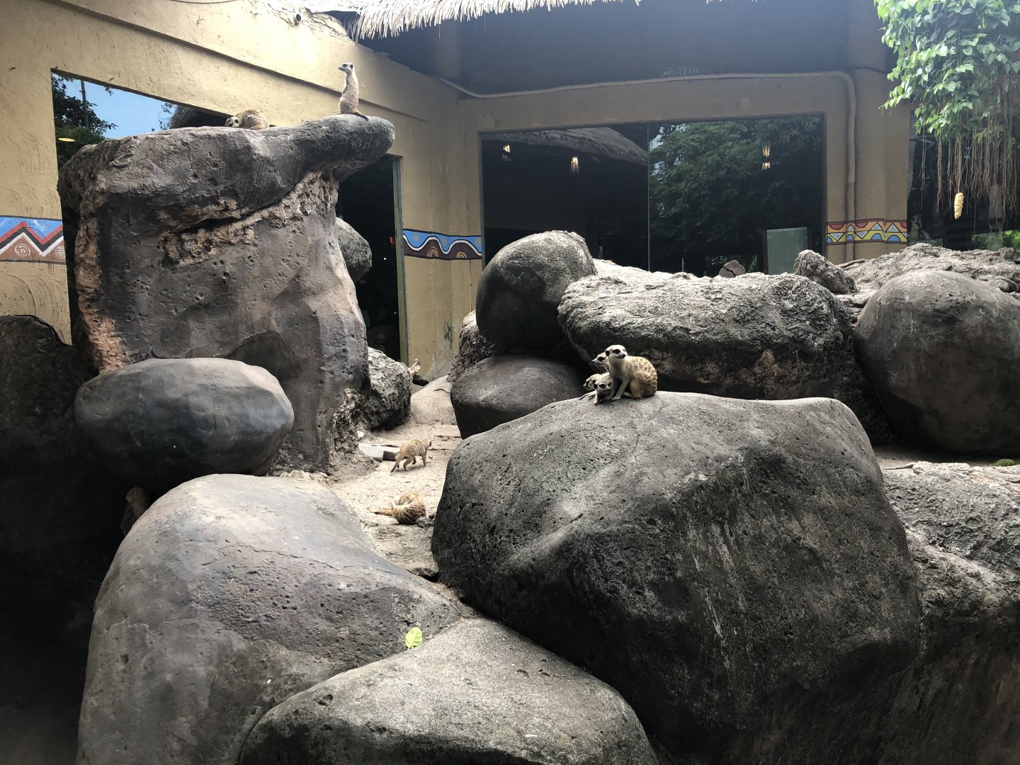 Meerkat Exhibit