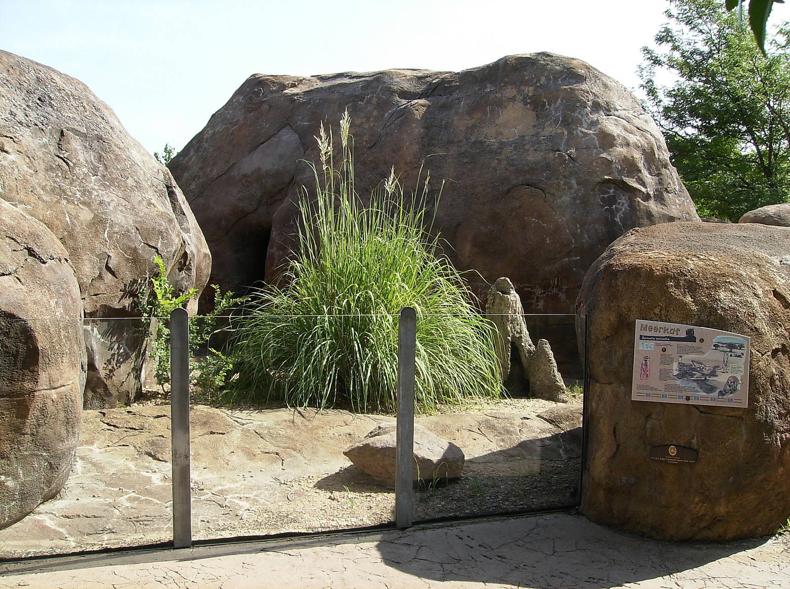 Meerkat exhibit