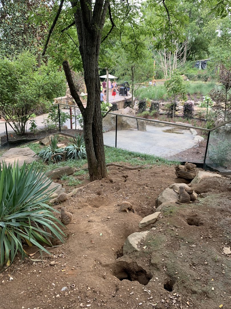 Meerkat Exhibit