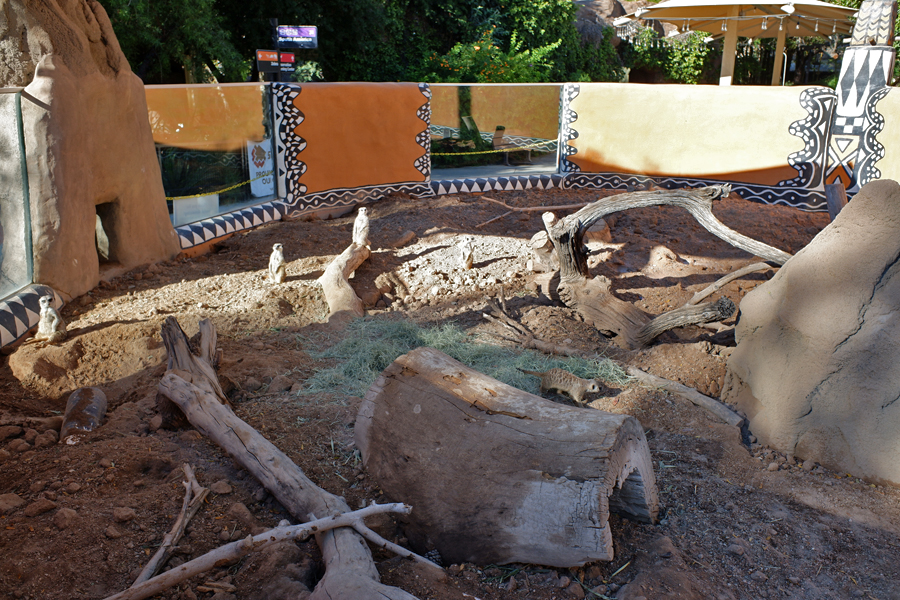 meerkat exhibit