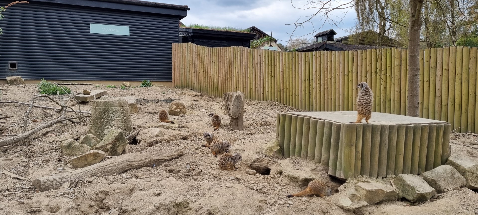 Meerkat exhibit