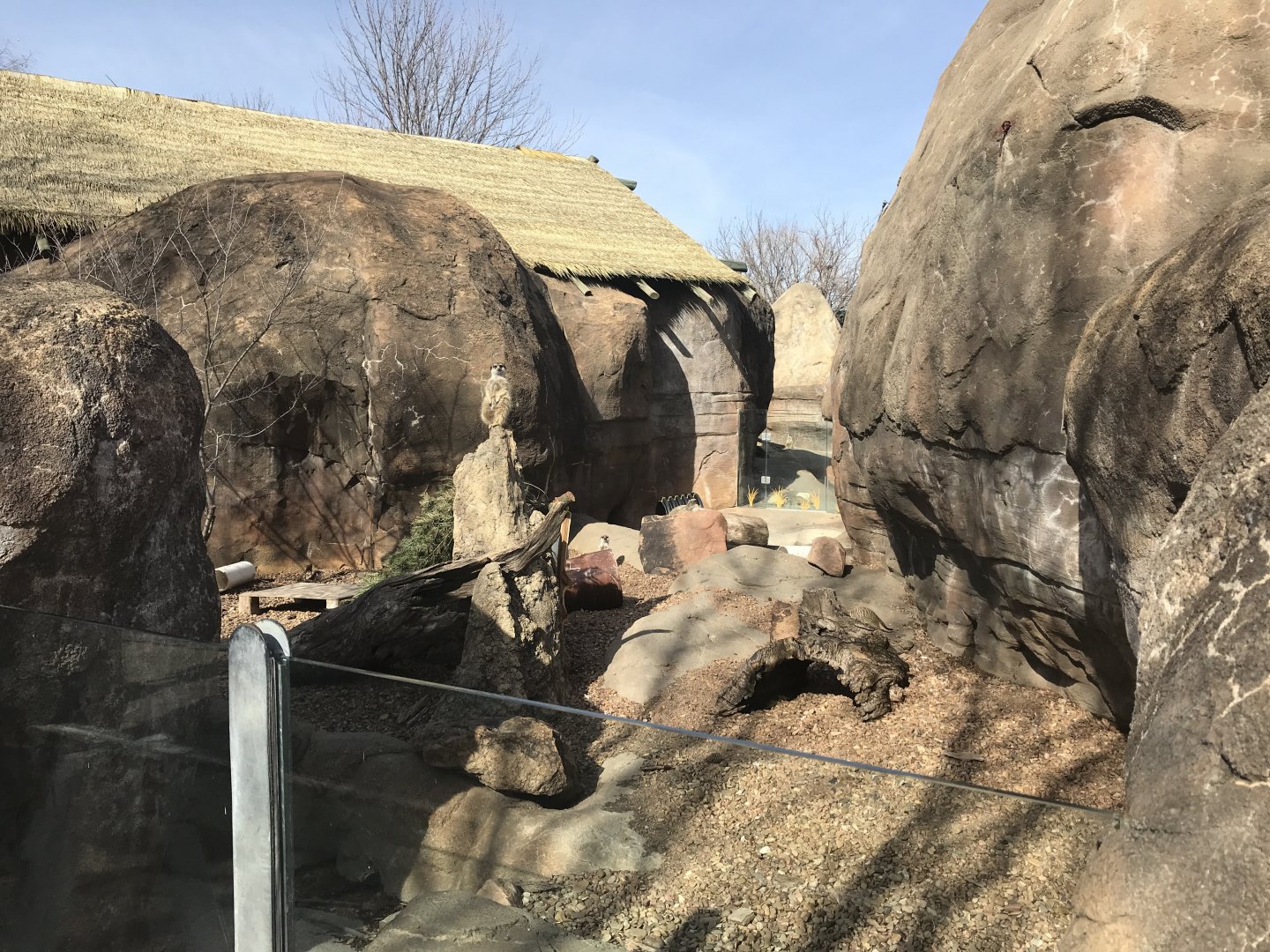 Meerkat exhibit