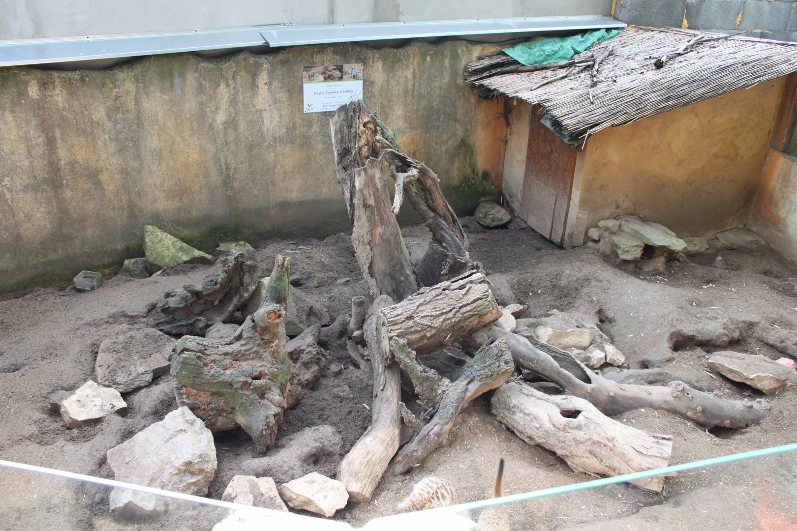 Meerkat exhibit