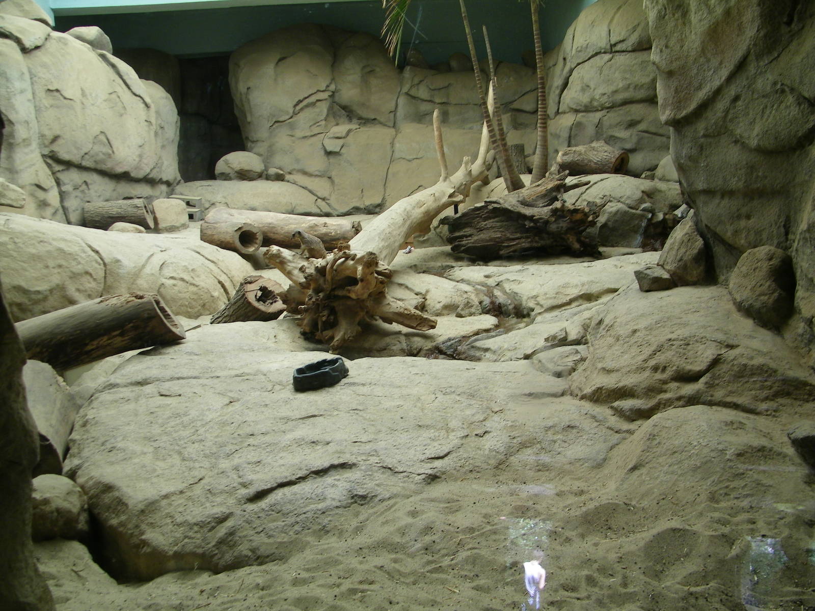 Meerkat Exhibit