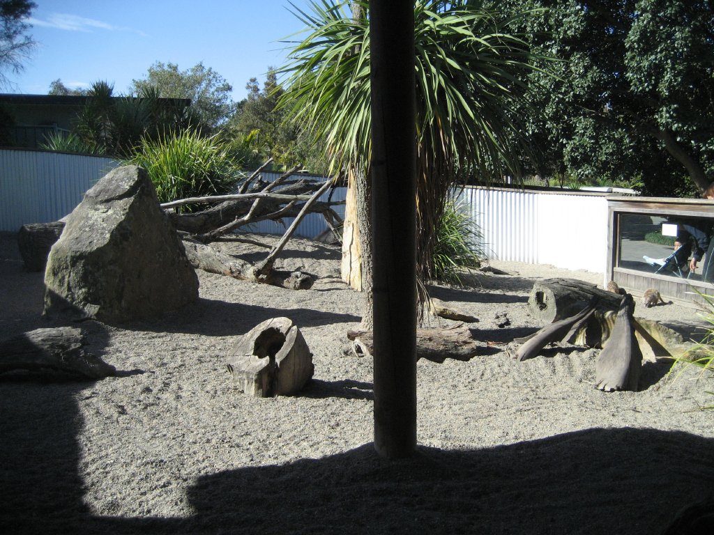 Meerkat exhibit