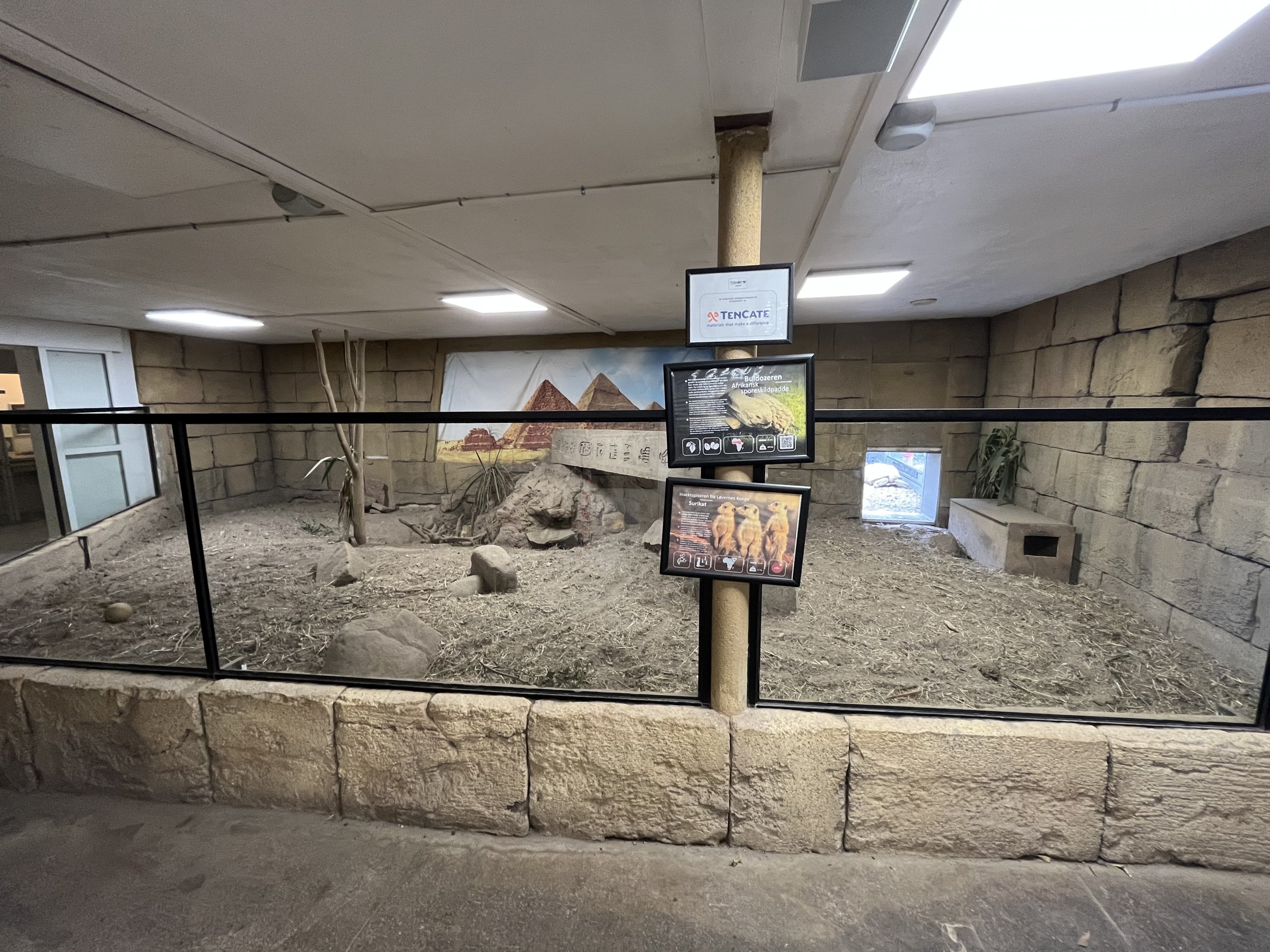 Meerkat Exhibit