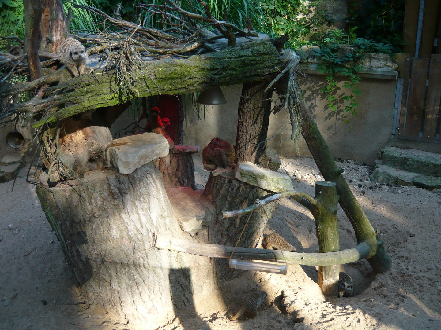 Meerkat exhibit