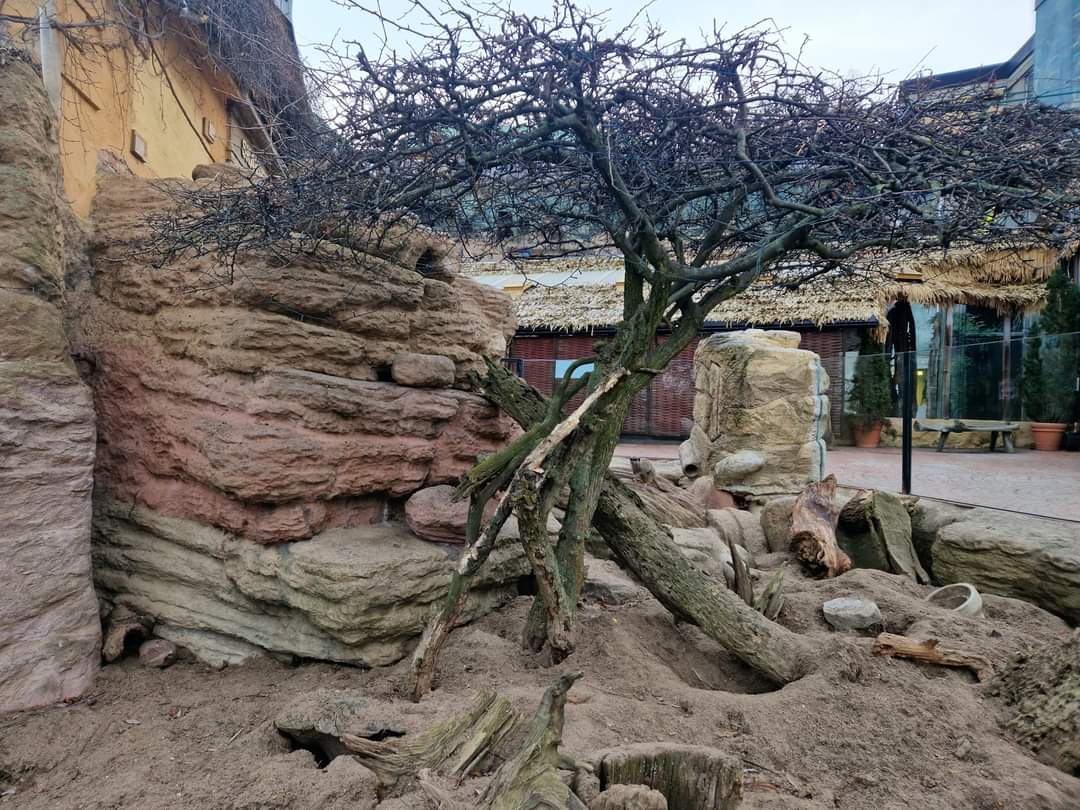 Meerkat exhibit