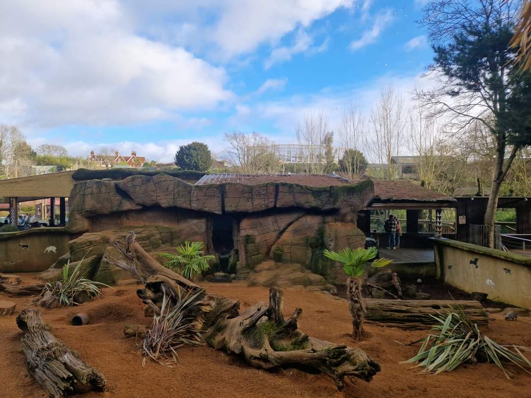Meerkat exhibit