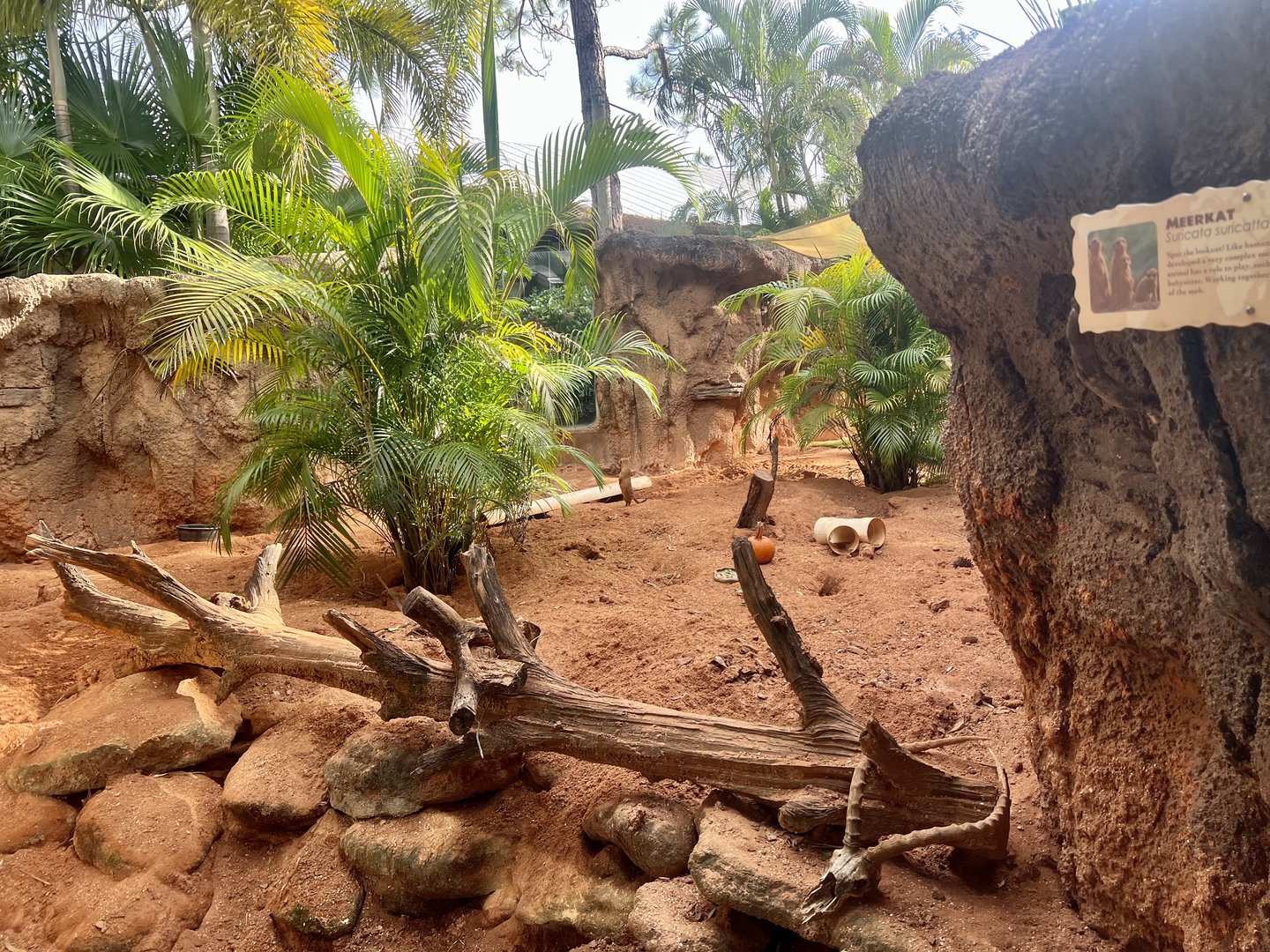 Meerkat Exhibit