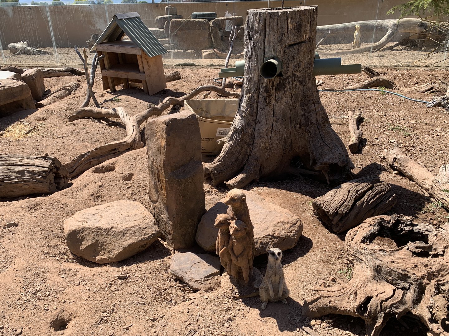Meerkat Exhibit
