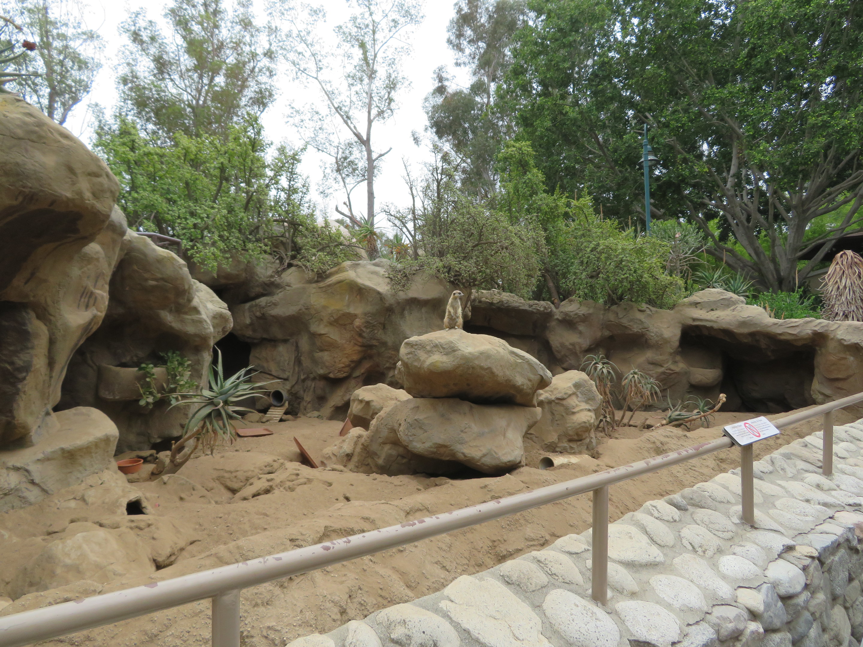 Meerkat Exhibit