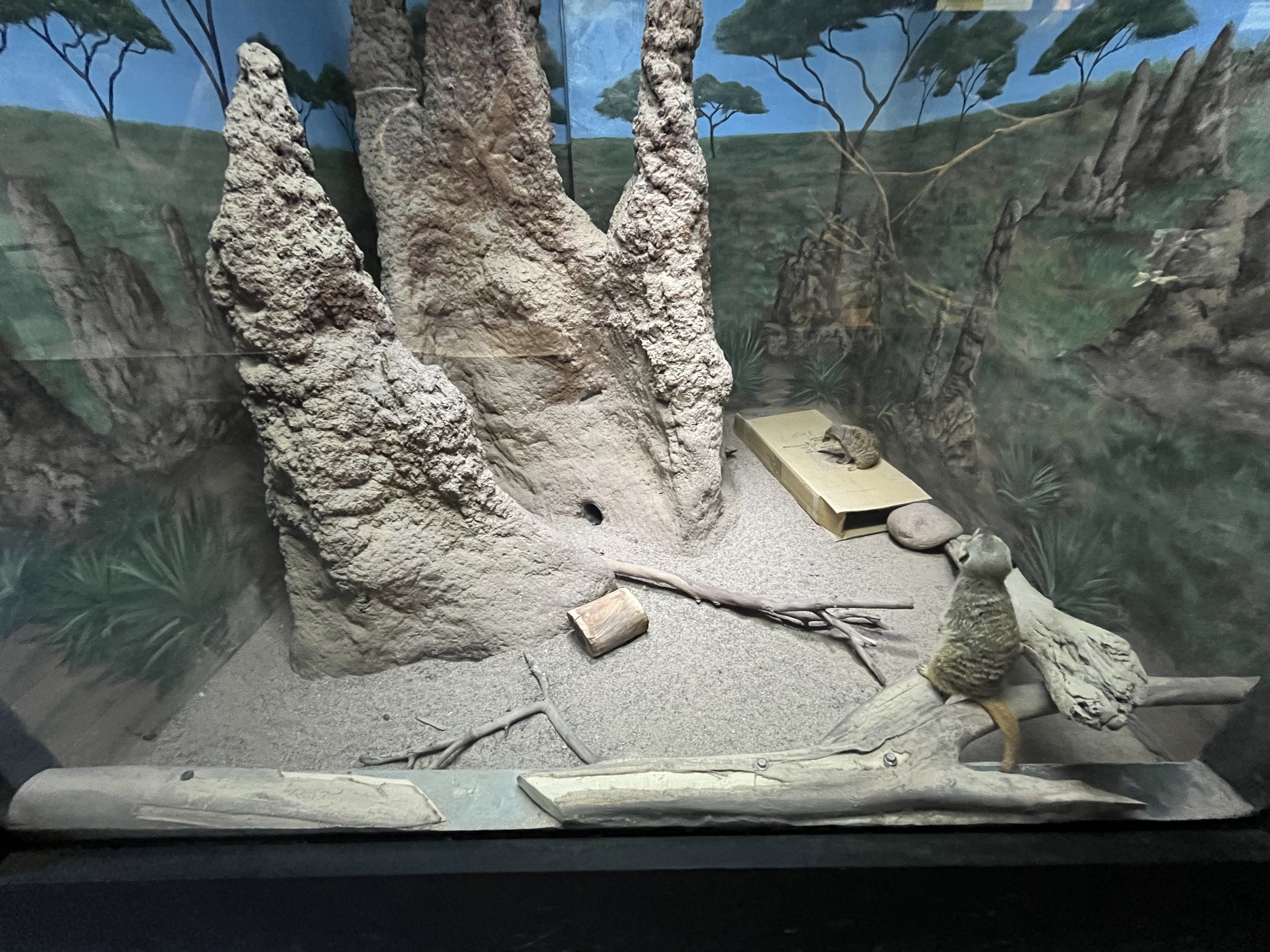 Meerkat Exhibit