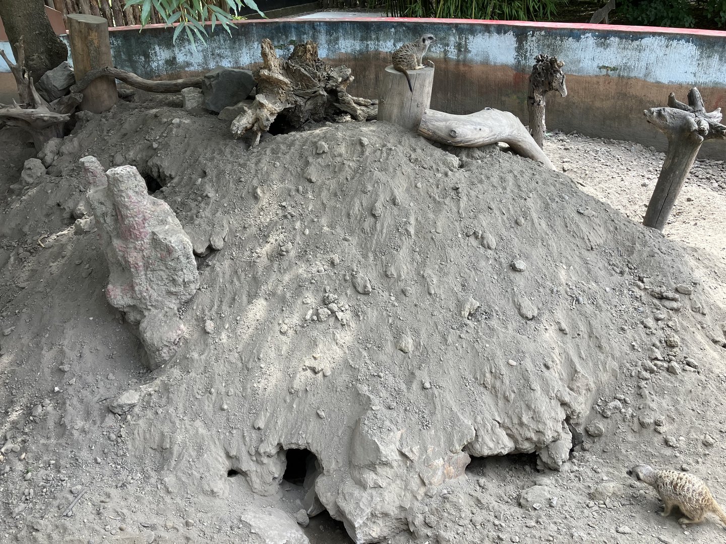 Meerkat exhibit