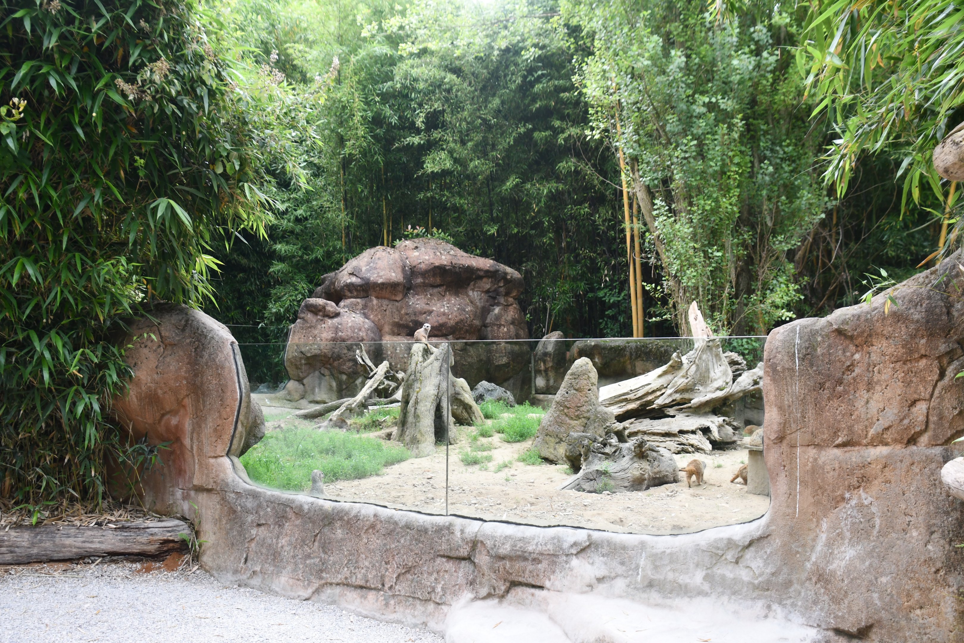 Meerkat exhibit