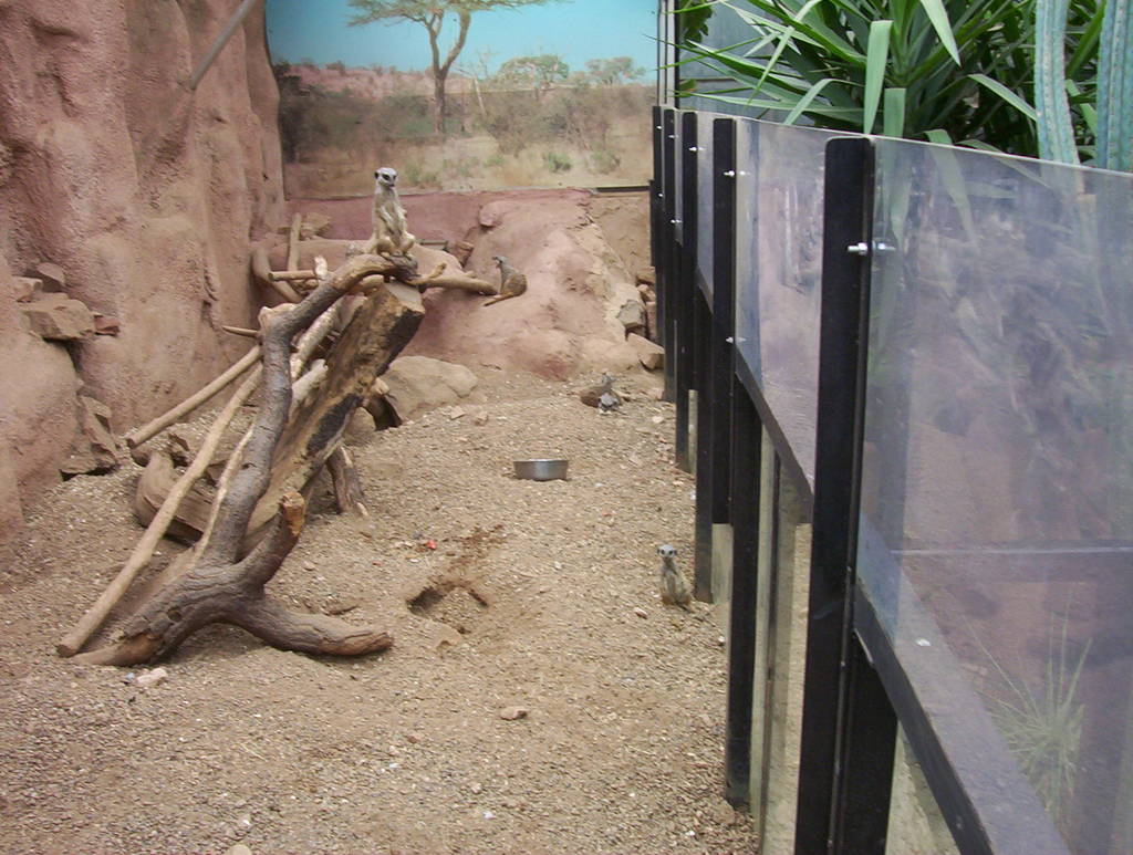 Meerkat Exhibit