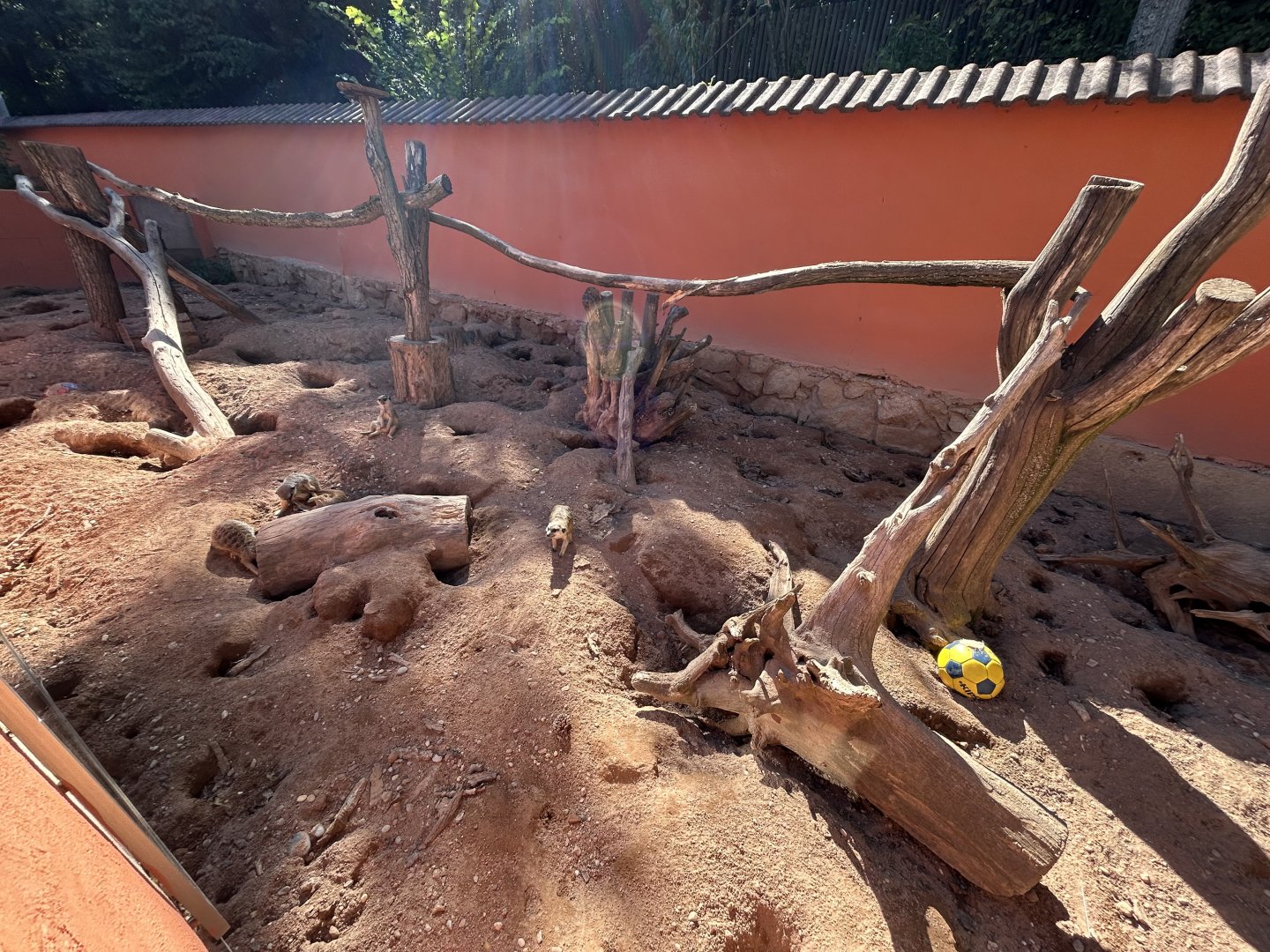 Meerkat Exhibit