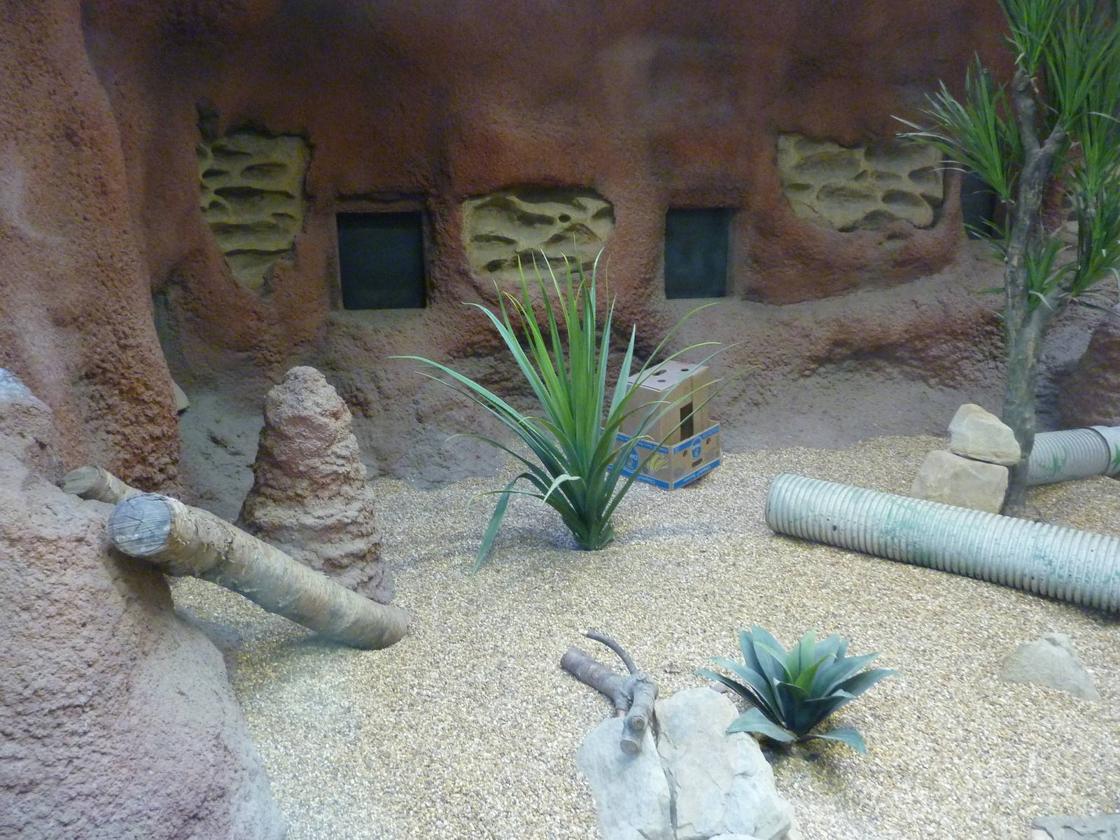 Meerkat Exhibit