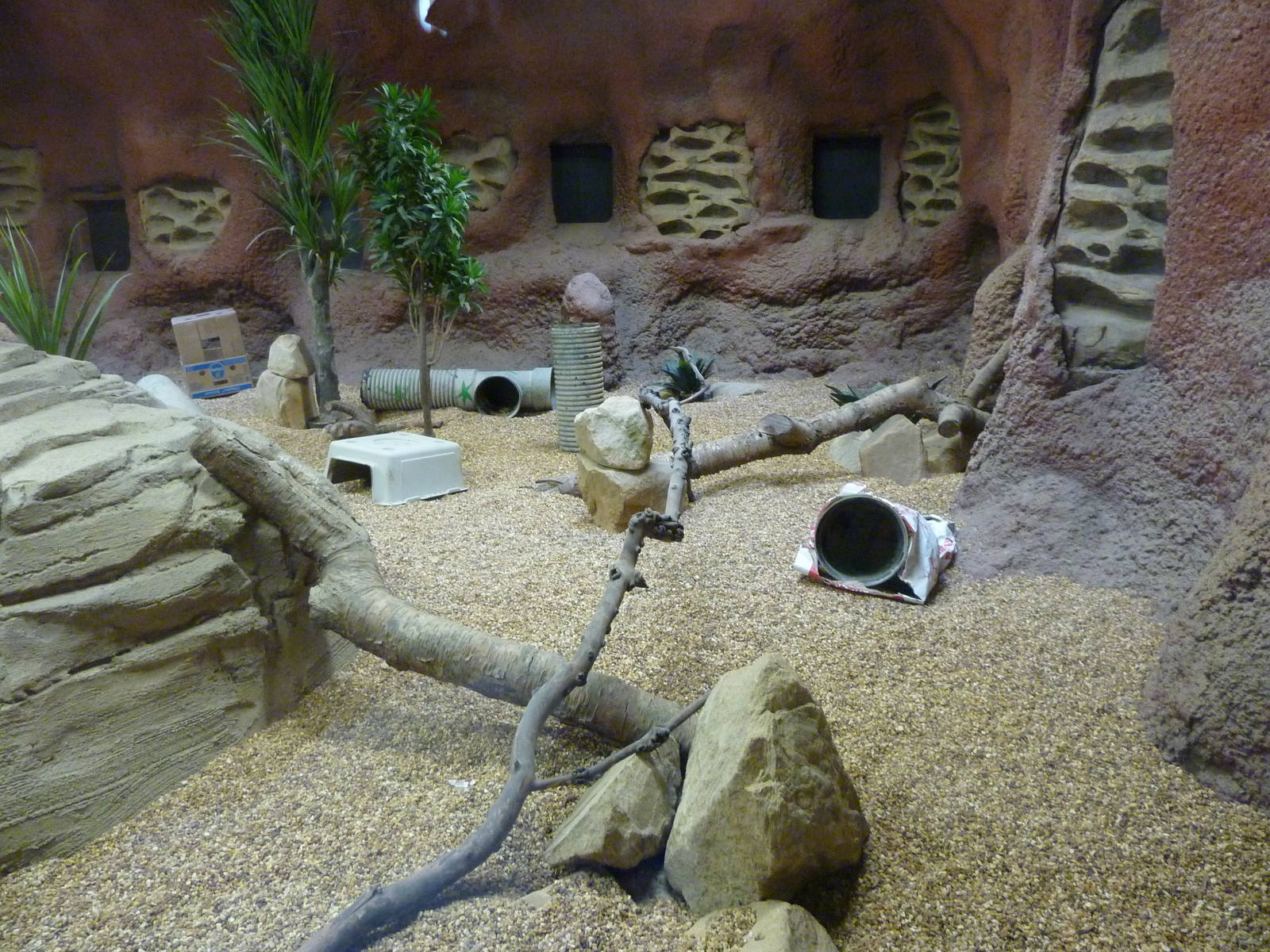 Meerkat Exhibit