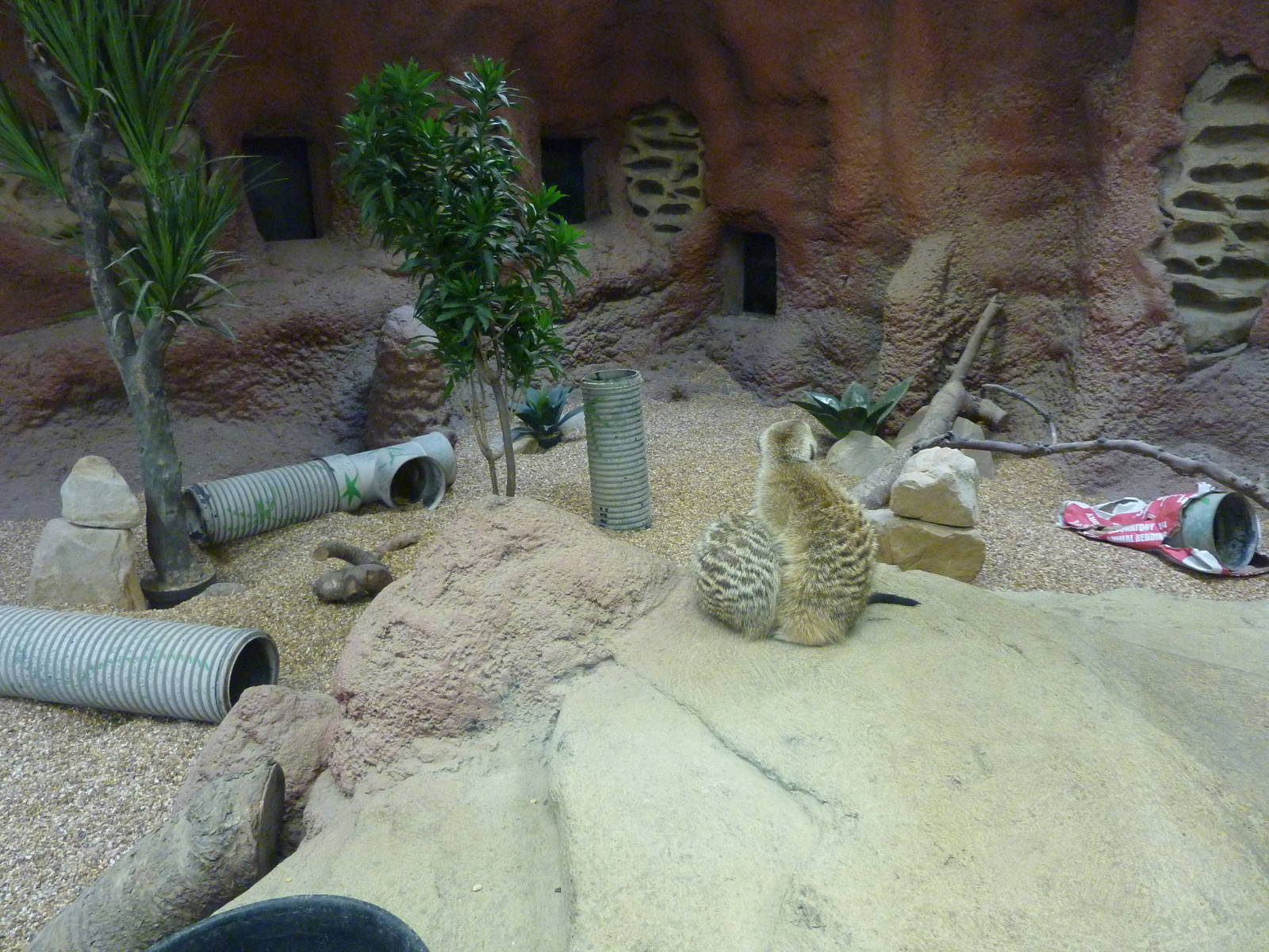 Meerkat Exhibit