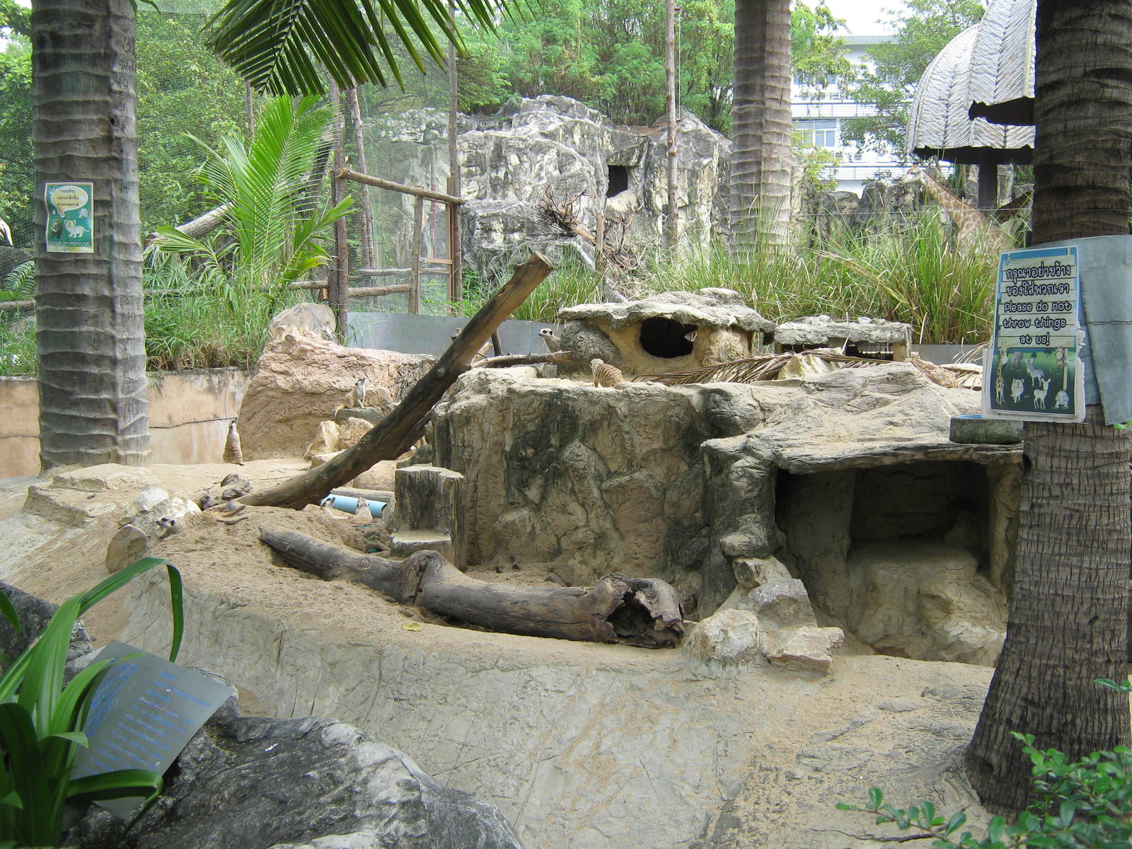 meerkat exhibit