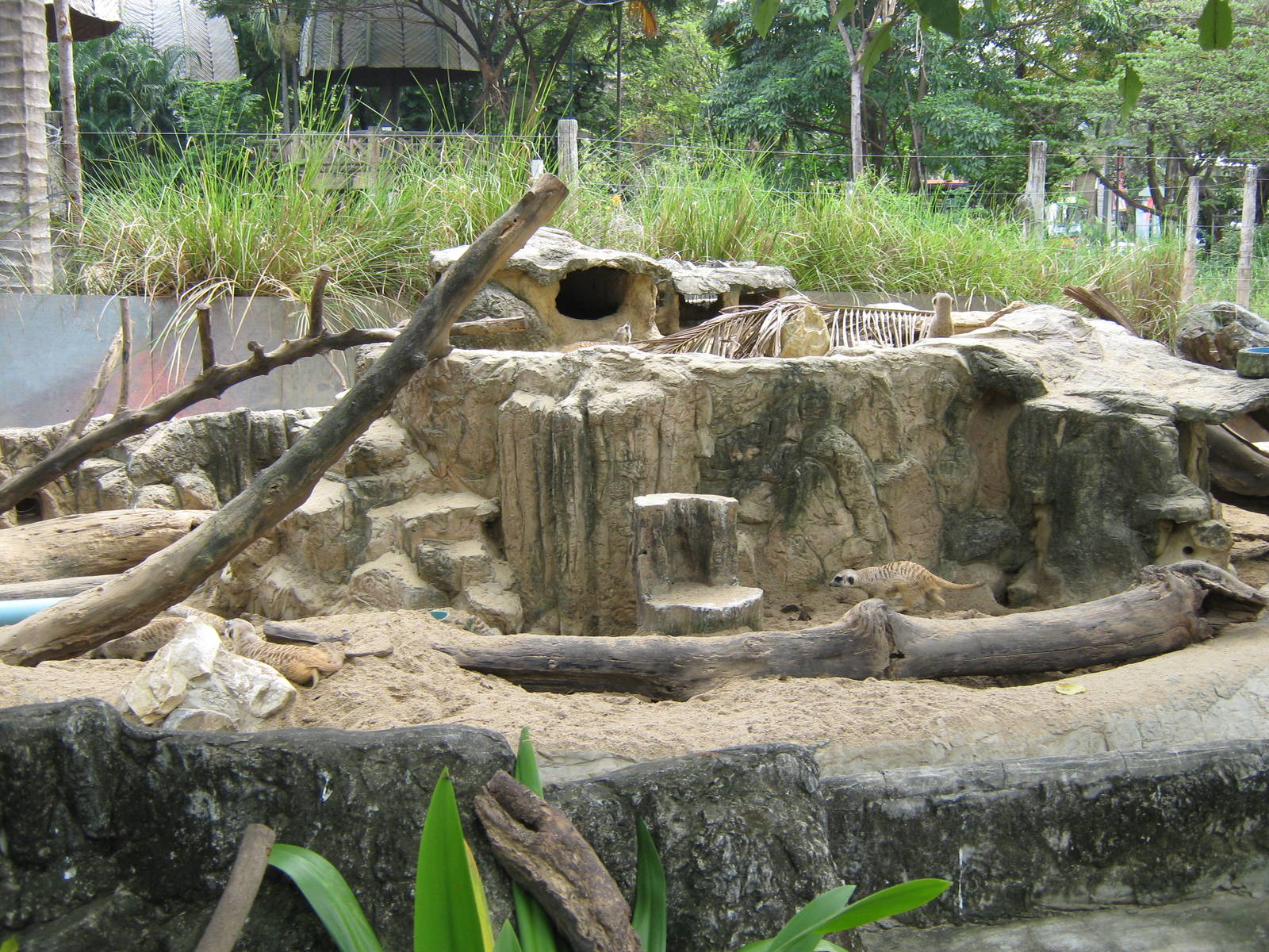 meerkat exhibit
