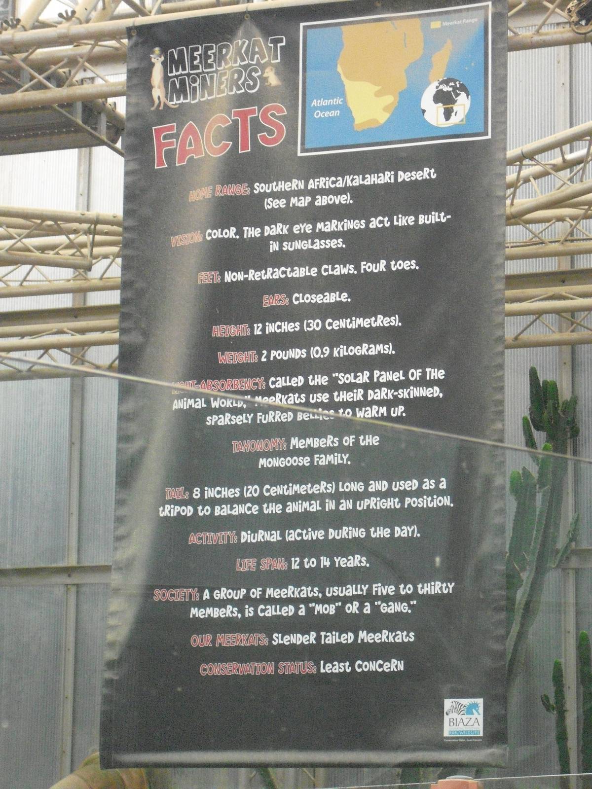 Meerkat Facts - 12/10/2011