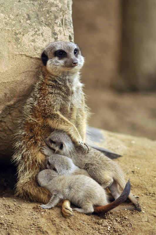 Meerkat-family at Hannover