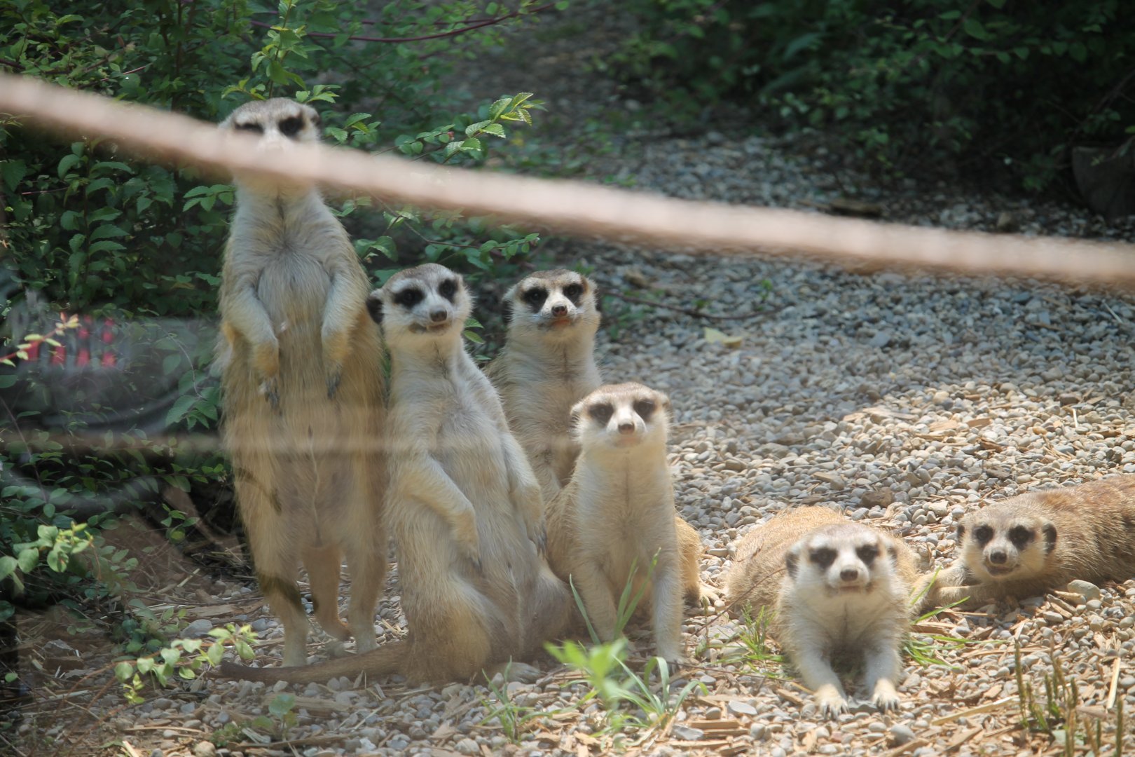 Meerkat family photo