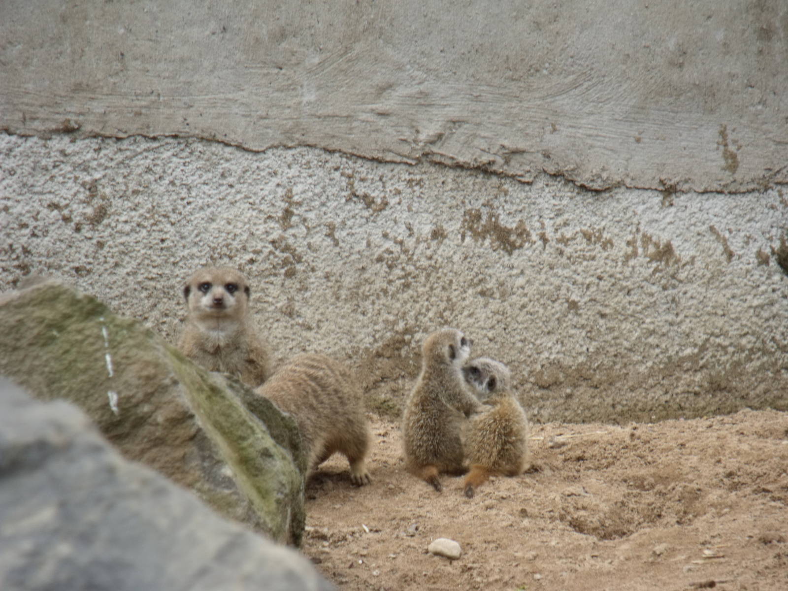 Meerkat family