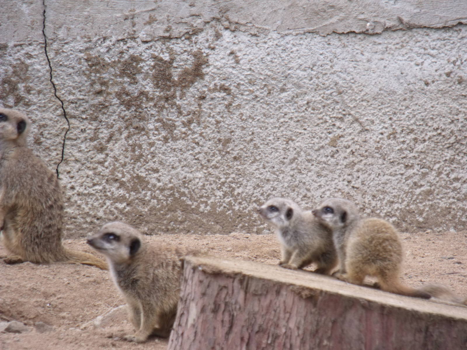 Meerkat family