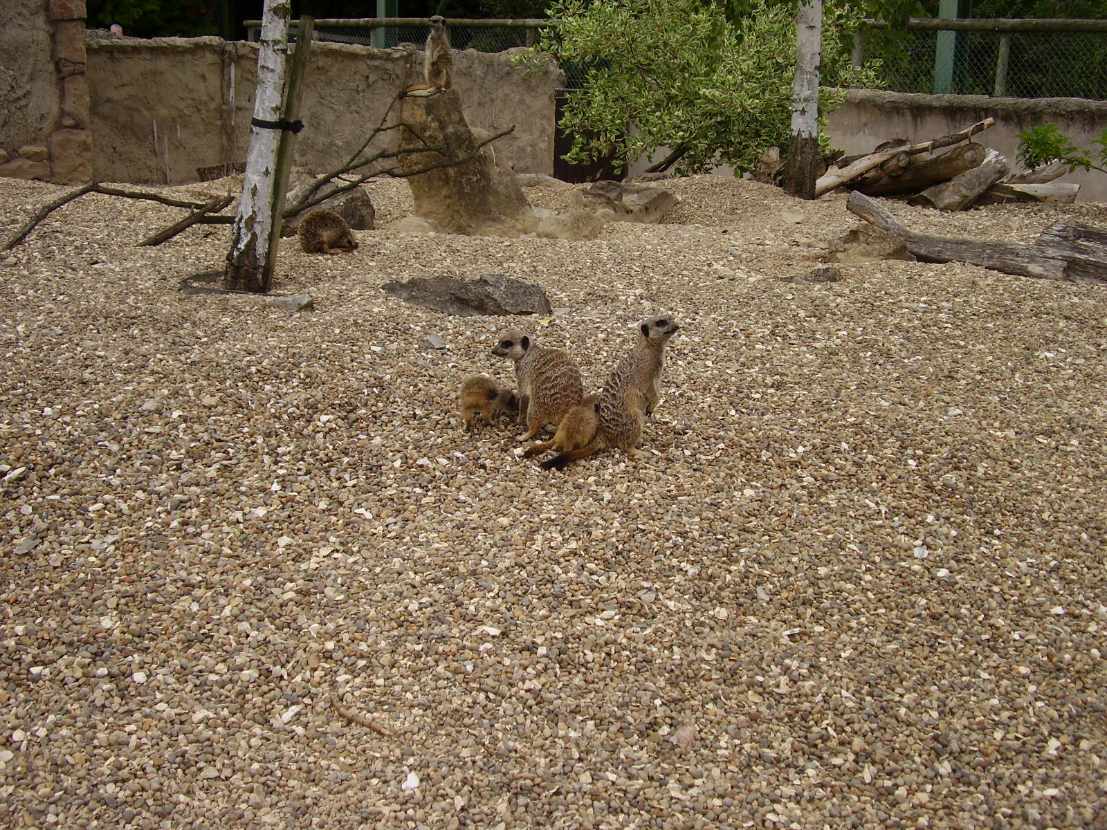 Meerkat Family
